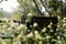 round wood table on terrace of house. wicker rattan chair on pat