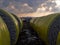 Round yellow bales of harvested cotton