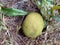 Round yellow fungi