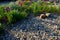 Roundabout with a spotted perennial plantation that blooms and attracts insects. resembles a meadow. The center of the circle is f