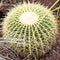 Rounded cactus isolated in the close up with grass