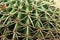 Rounded Cactus plant close up in a succulent garden further view.