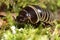 Rounded Common European species of pill millipede