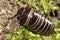 Rounded Common European species of pill millipede