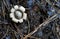 Rounded Earthstar Mushroom on Ground