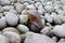 Rounded gray boulders on the North beach. Background of gray round stones with brown algae. Textured minerals of the North of Russ