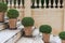 Rounded green bush tree pot on stairs with wall