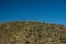 Rounded Hillside Covered with Saguaro Cacti