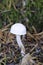 Rounded white capped mushroom