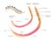 Roundworms parasites . ascariasis / male and female worm infographic graphic