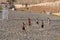 Roup of young boys playing football in the sand on the beach during the new normal