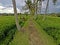 Route to Rice Terrace in Ubud, Bali.