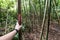 Route tree marks on bamboo trail forest hiking