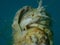 Roux\\\'s hermit crab or small hermit crab, south-claw hermit crab (Diogenes pugilator) extreme close-up undersea