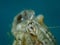 Roux\\\'s hermit crab or small hermit crab, south-claw hermit crab (Diogenes pugilator) eye extreme close-up undersea