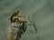 Roux\\\'s hermit crab or small hermit crab, south-claw hermit crab (Diogenes pugilator) undersea, Aegean Sea
