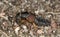 Rove beetle on ground. Macro photo.