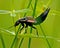 Rove Beetle, Ocypus nitens