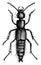 Rove Beetle, vintage illustration