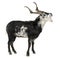 Rove goat, 5 years old, standing in front of white background