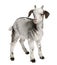 Rove goat Kid, 1 month old, standing