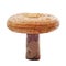 Rovellon, typical autumn mushroom of Spain