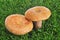 Rovellons, typical autumn mushroom of Spain