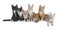 Row of 7 Maine Coon kittens on white