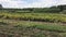 Row of agriculture field bushes on a summer farm in sunny day.