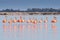 A row of American flamingos Phoenicopterus ruber ruber American Flamingo in the Rio Lagardos, Mexico