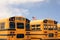 Row of American school busses, USA