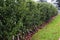 Row of apples laying on the grass at a farm