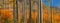 Row of Aspen trees panoramic view in Colorado