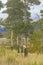 Row of aspens in early autumn, Wyoming