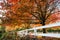 Row of autumn red maples with falling leaves on lawn behind wood