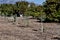 A row of avocado saplings and a row of mature avocado trees.