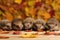 row of baby hedgehogs with their noses twitching in a pile of autumn leaves