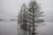 Row of Bald Cypress Trees in Ice and Fog