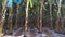 Row of banana trees growing at the farm