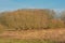 Row of bare pollarded willows and other trees and reed in the flemish countryside