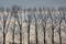 Row of  bare poplar trees against a cloudy winter sky in the Flemish countryside