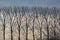 Row of  bare poplar trees against a cloudy winter sky in the Flemish countryside