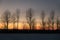 Row of bare trees against winter sunset sky