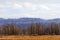 Row bare winter trees in middle yellow meadow hill forests