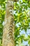 Row of bats on tree trunk in rainforest