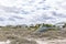 A row of beach houses and homes on the shores of Tybee Island, Georgia