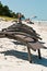 Row of beach, lounge chairs on sandy, tropical beach