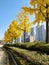 A row of beautiful Ginkgo Maidenhair trees fill the streets of Seoul city of South Korea- 30th Oct 2018