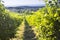 Row of beautiful grape yard before sunset with mountain