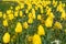 Row Beautiful Yellow Vibrant Tulips Green Park Outdoors Spring S